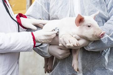 НСА предложил свиноводам усилить страхование из-за новых вспышек АЧС